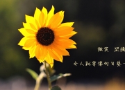 开云体育入口-防守的艺术，范戴克的数据统治与AC米兰的体系胜利