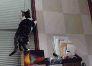 开云体育在线-末节逆袭！掘金惊险击败灰熊，库里手感发烫成取胜关键