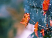 开云体育APP下载-烈焰追击，冷静捕杀，F1街道赛的黄蜂陷阱