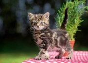 开云下载-夜空中最亮的星，那些用双手改写战局的主宰者