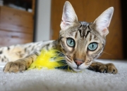 开云sport-字母哥撕裂防线+骑士铁骑奔袭，当个人英雄主义遇上团队胜利方程式