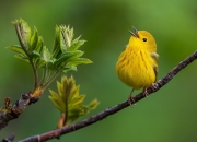 开云sport-神锋降世！伊布王者归来，摩纳哥钢铁防线力克威尔士突围关键战