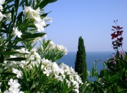 开云体育平台APP-终场前的一刀寒光，帕尔默如何刺穿阿尔及利亚的群山防线