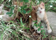 开云体育登录-新北境之王诞生！英格拉姆44分弑旧主，猛龙险胜爵士锁定争冠组席位