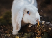 开云官网-黄昏之战，当国王逆流鲸落，乔治于终焉时刻加冕