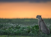 开云-以行动写诗，世界排名争夺战之夜，詹姆斯统御全场