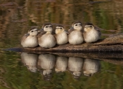 开云-塔图姆一人改写剧本！广东铁幕下，山西窒息之夜