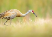 开云官网-切特，此刻唯一的神！开拓者撕裂迈阿密，全场高呼MVP的夜晚