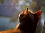 开云-逆转夜与独行侠，当杜兰特站在世界中心