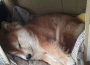 开云平台-东瀛刺客与斗牛士之舞，久保建英防守端锁死莱万，巴萨旧将导演最后时刻绝杀波兰