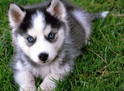 开云下载-绿军铁壁前的焰火，当拉文在不可能处点燃赛场