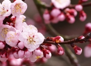 开云平台-天使之翼定乾坤，迪马利亚独造两球，安哥拉掀翻里昂纪实