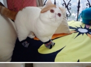 开云体育中国-天体碰撞之夜，当太阳陨落，流星划破布鲁克林长空