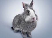 开云sport-爵士碾压上海强势晋级，克莱末节封神化身关键先生