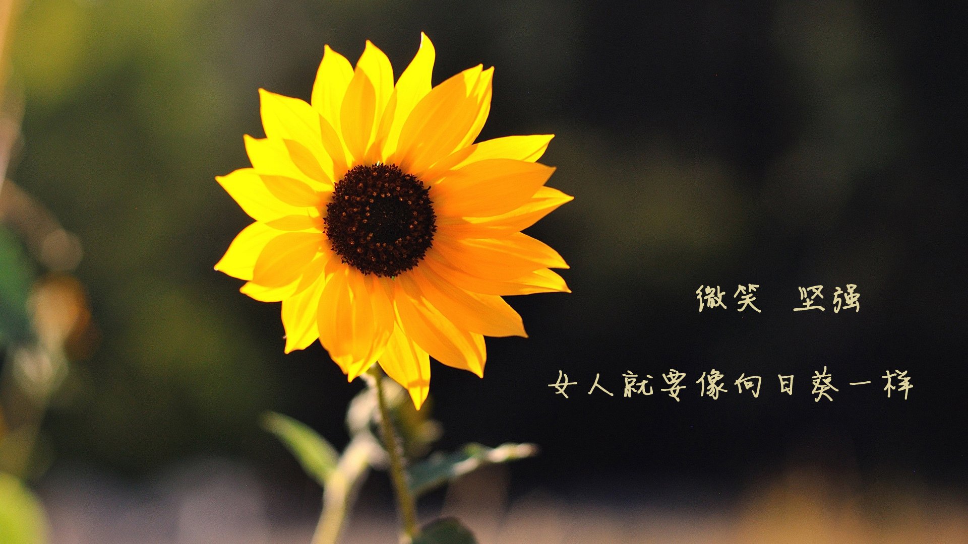 防守的艺术，范戴克的数据统治与AC米兰的体系胜利