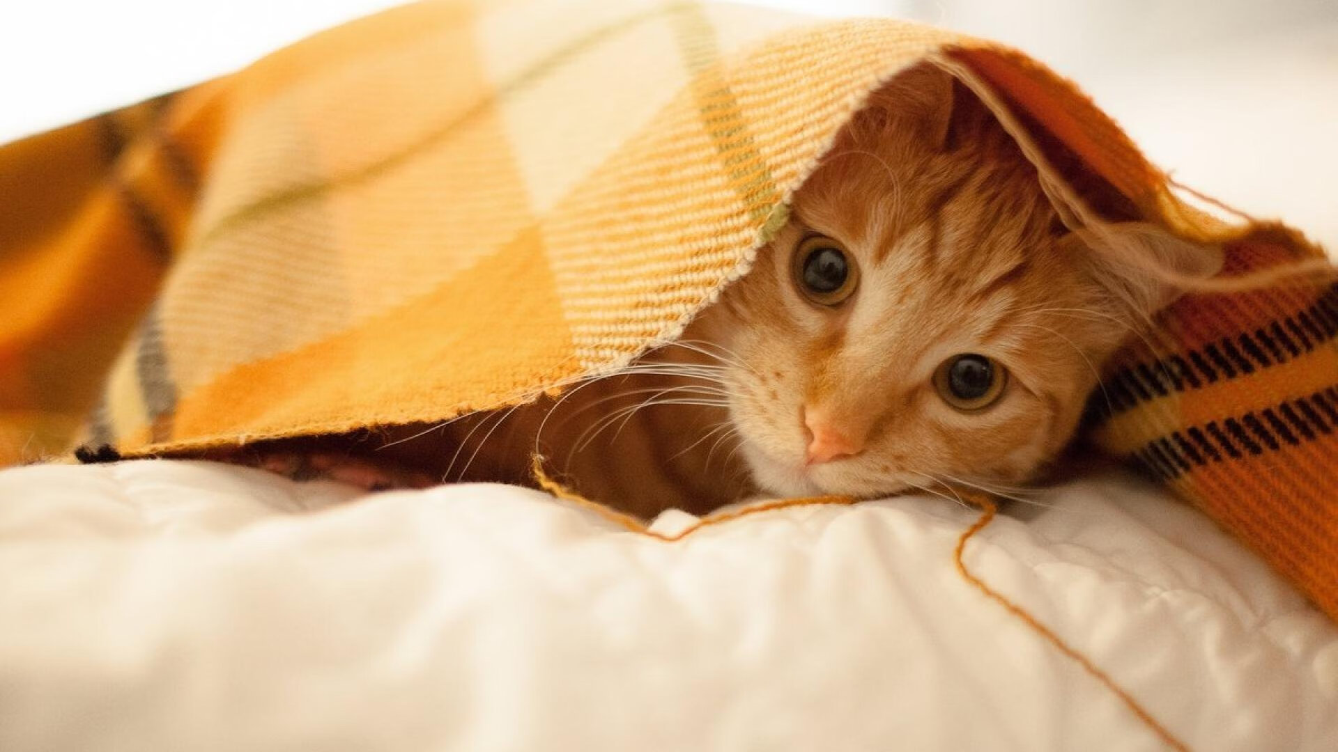 风滚草与梅西，西决生死战之夜的全场焦点