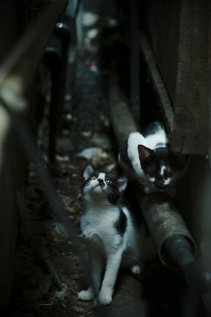 当梅西的传说照进NBA西决战场，一粒足球的跨界绝杀