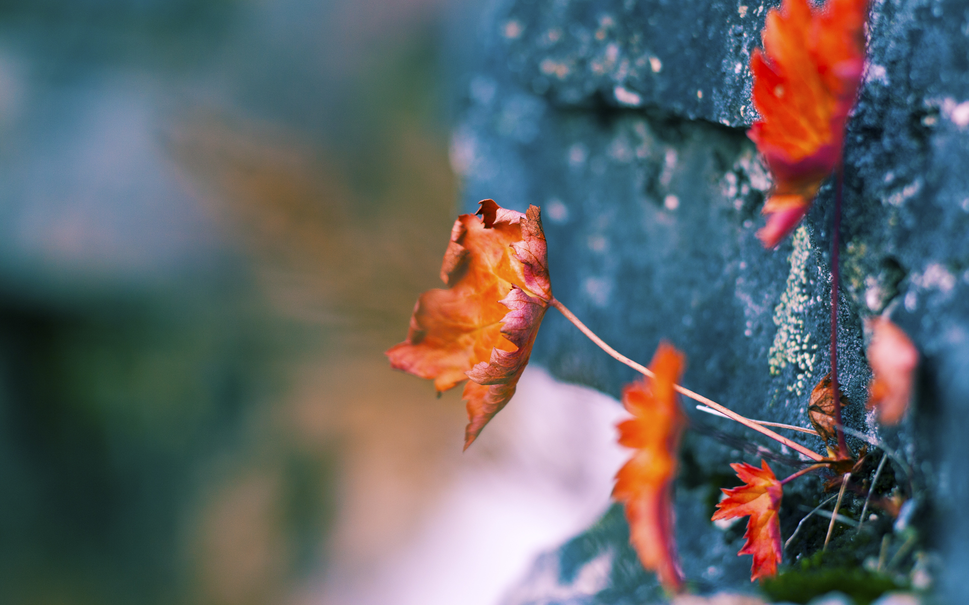 烈焰追击,冷静捕杀,F1街道赛的黄蜂陷阱