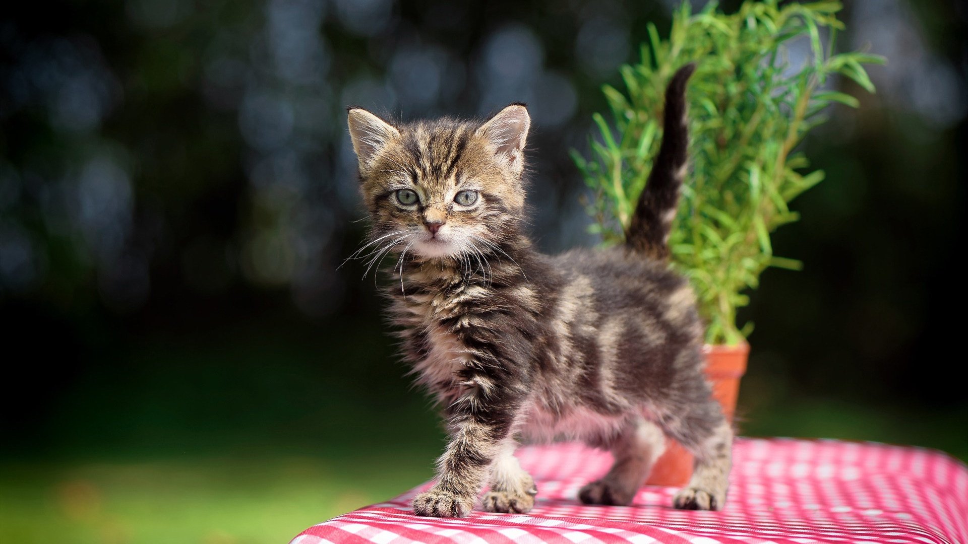 夜空中最亮的星,那些用双手改写战局的主宰者