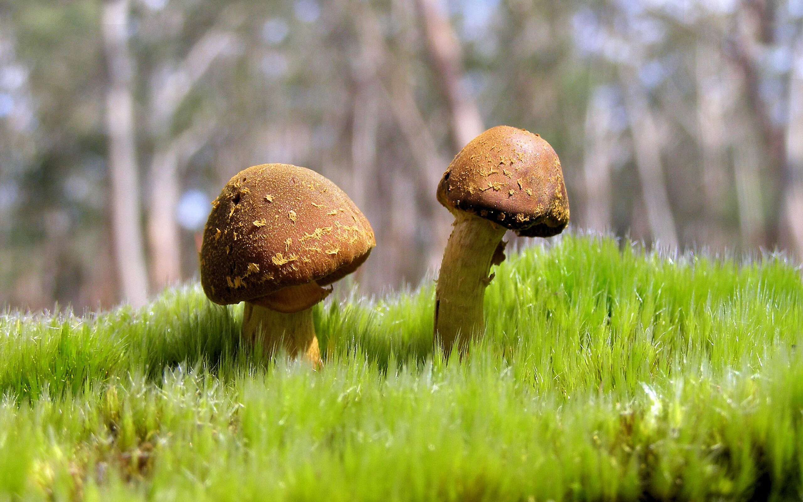 天使之翼点燃蓝白风暴，丹麦铁血险胜书写新童话—迪马利亚爆发与丹麦险胜塞内加尔双线战报