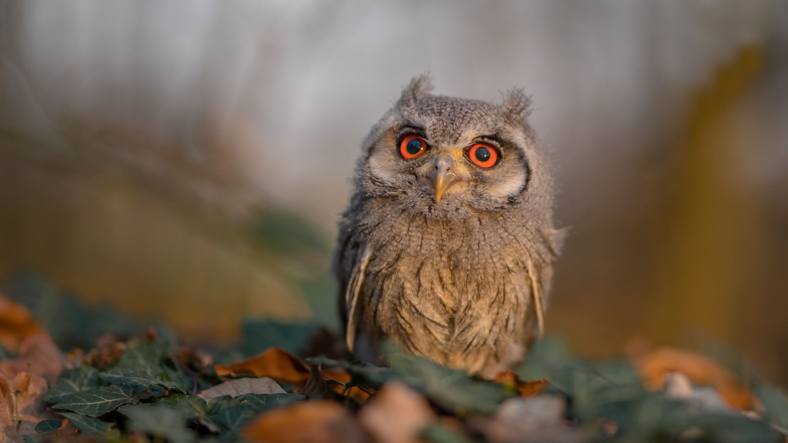 友谊赛幻影之矛，加克波光芒刺破迷雾，映照荷兰队未来之路