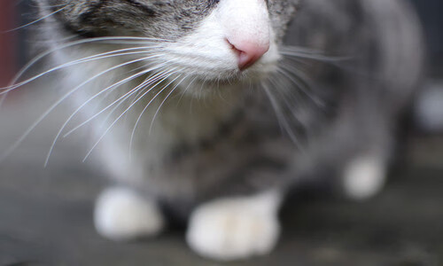 跨越联赛的巨人对话，文班亚马末节统治攻防，尼克斯战术洪流冲垮广厦防线 一场虚构的跨洲际篮球盛宴，看新星如何定义关键先生