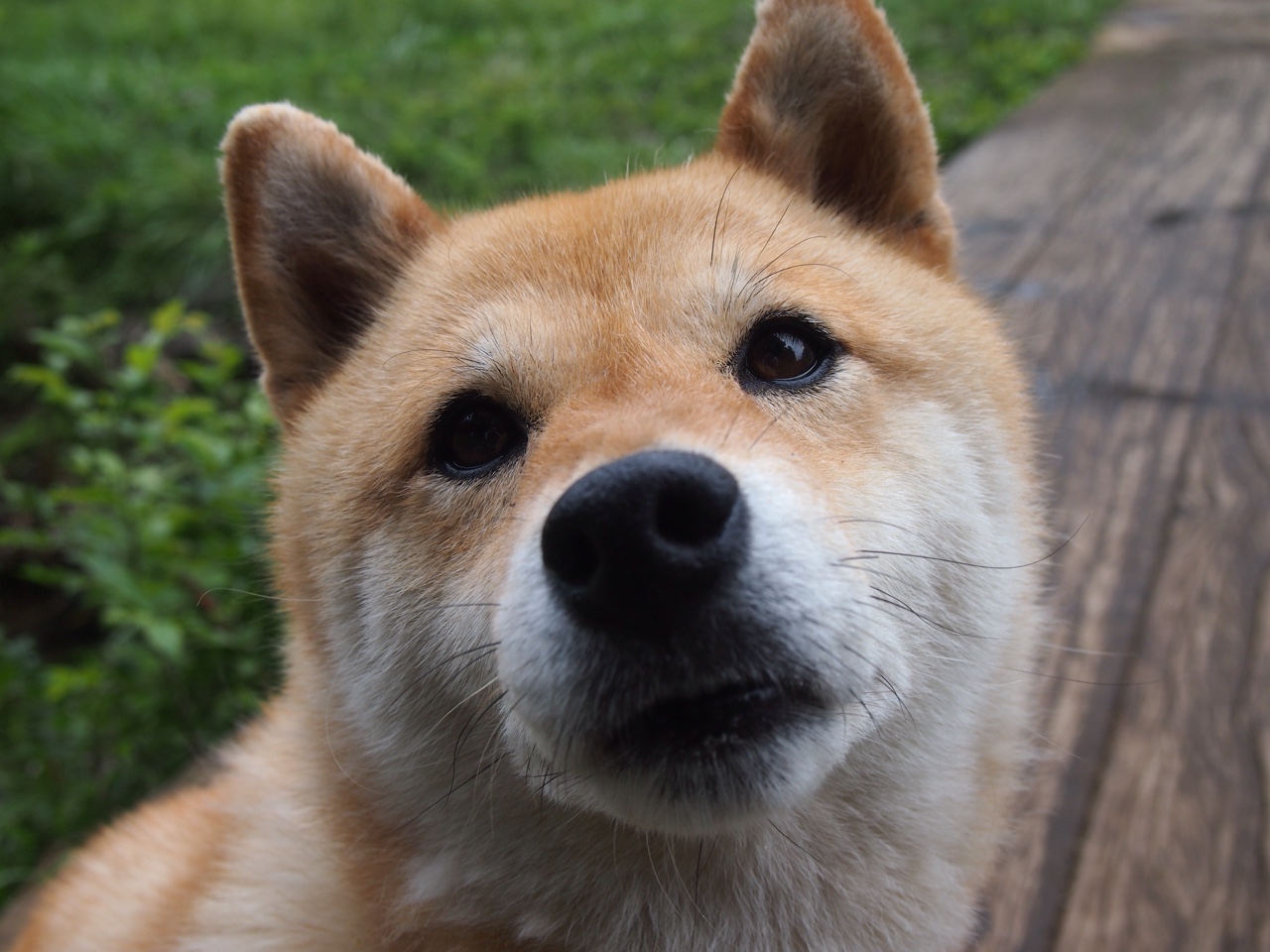 逆风复活，灰熊险胜老鹰之战，德章泰·福克斯如何完成自我救赎