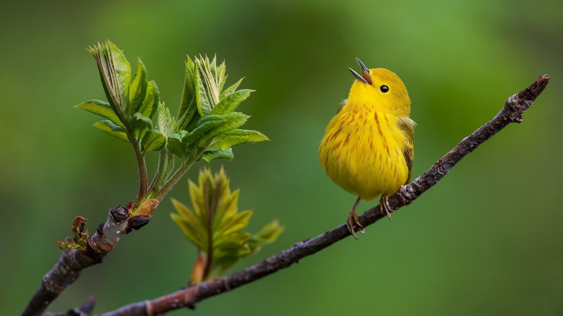 神锋降世！伊布王者归来，摩纳哥钢铁防线力克威尔士突围关键战