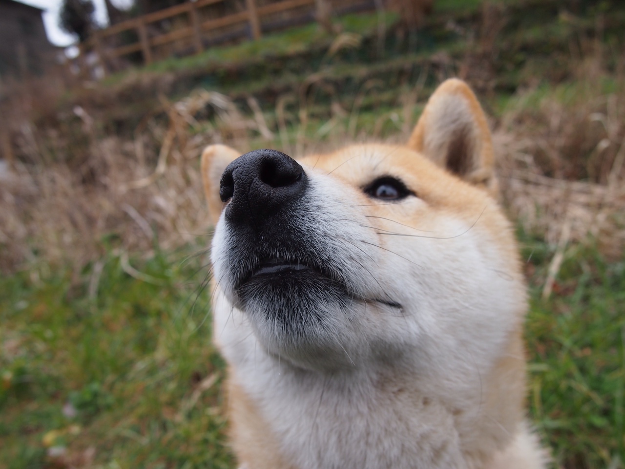 虚拟巅峰，格列兹曼一锤定音，贝蒂斯数据洪流冲垮拜仁铁壁
