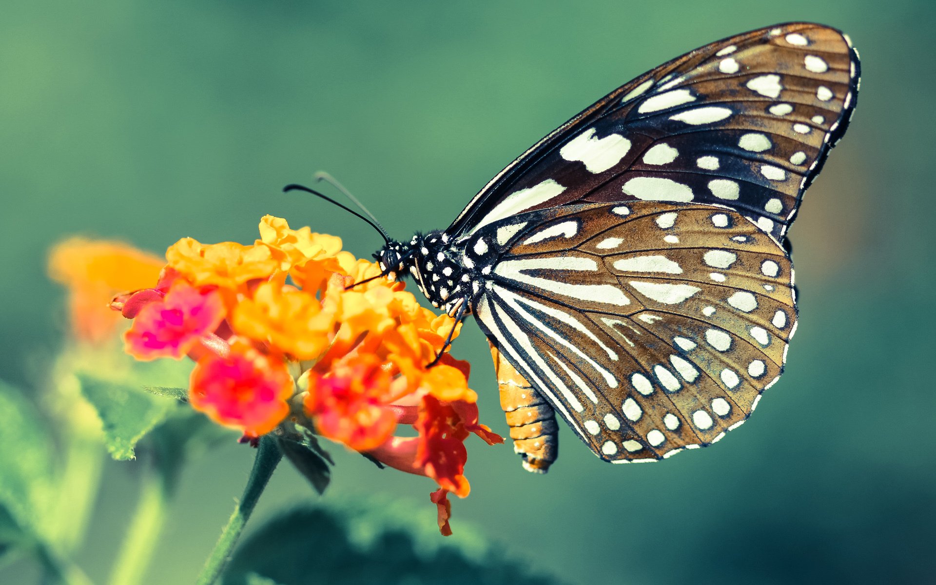 生涯夜打破质疑，当最冷的刀，斩断开拓者防线