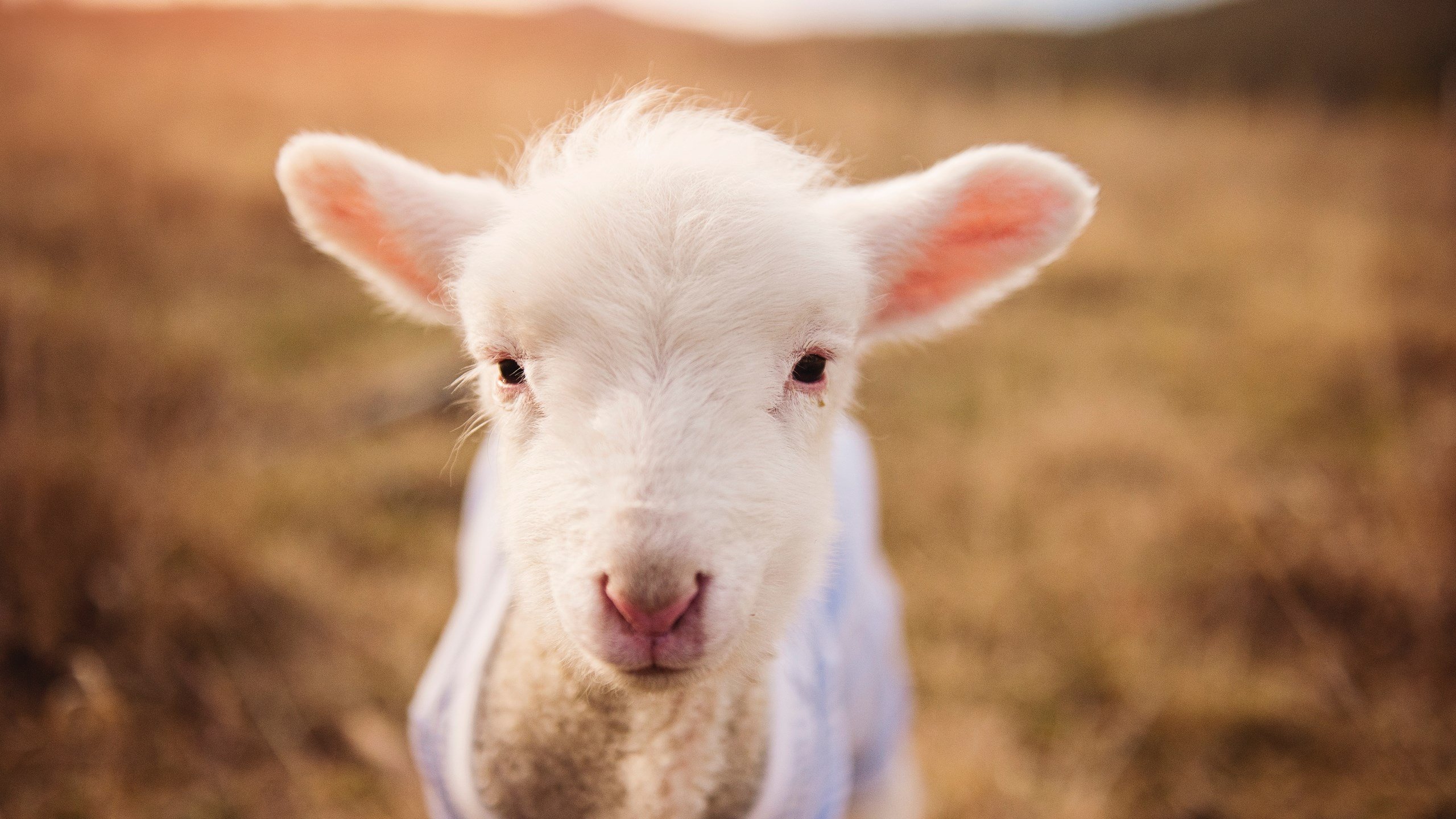 杜兰特关键先生本色尽显，魔术队狂胜吉林队迎国际赛首胜