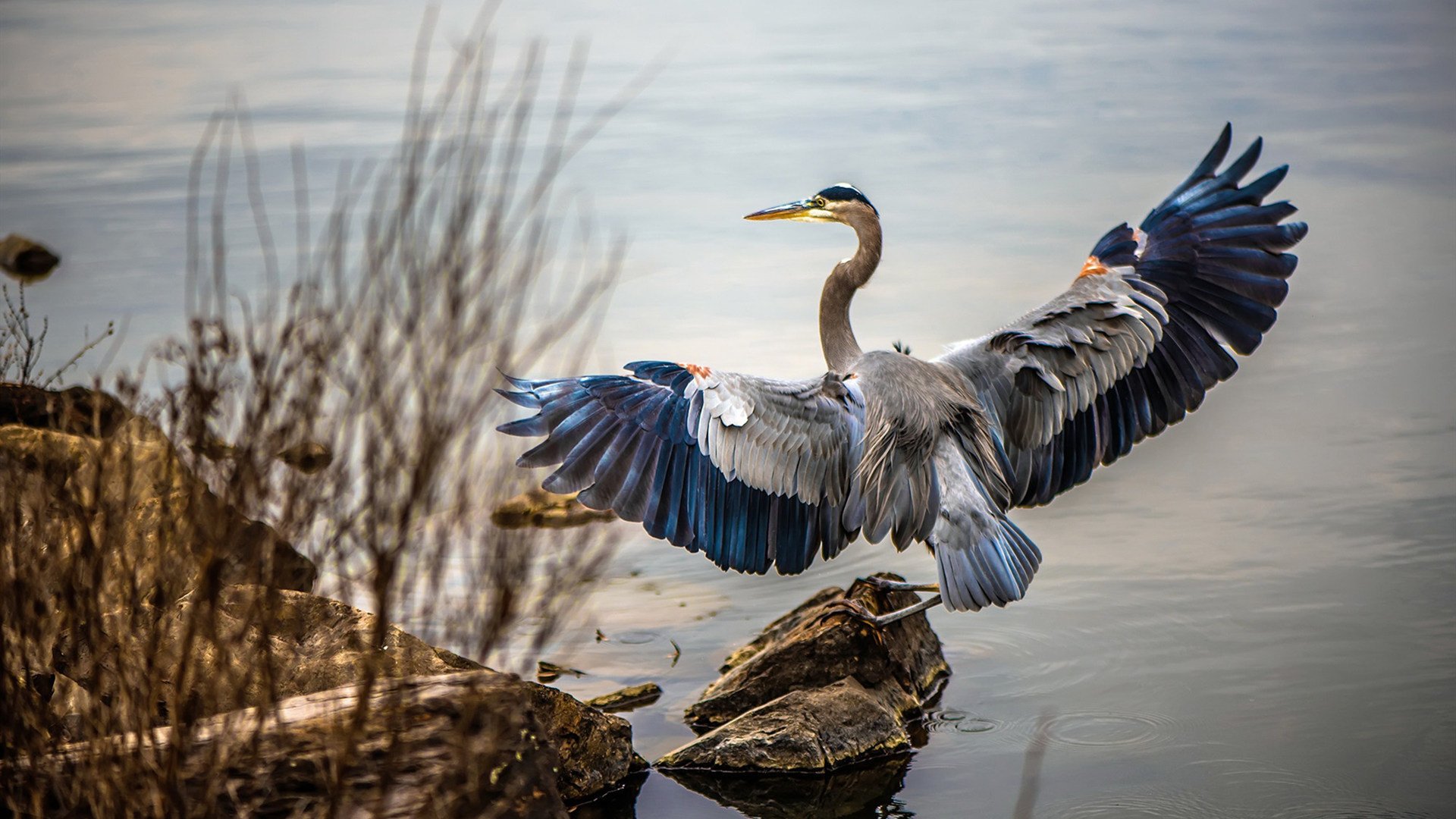 新王在温布利加冕，贝林厄姆一己之力撕碎里昂，英格兰昂首挺进欧冠决赛
