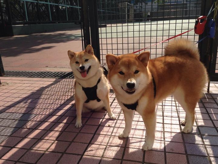 足球融化硝烟，伊拉克带走加纳，伊布成为关键先生