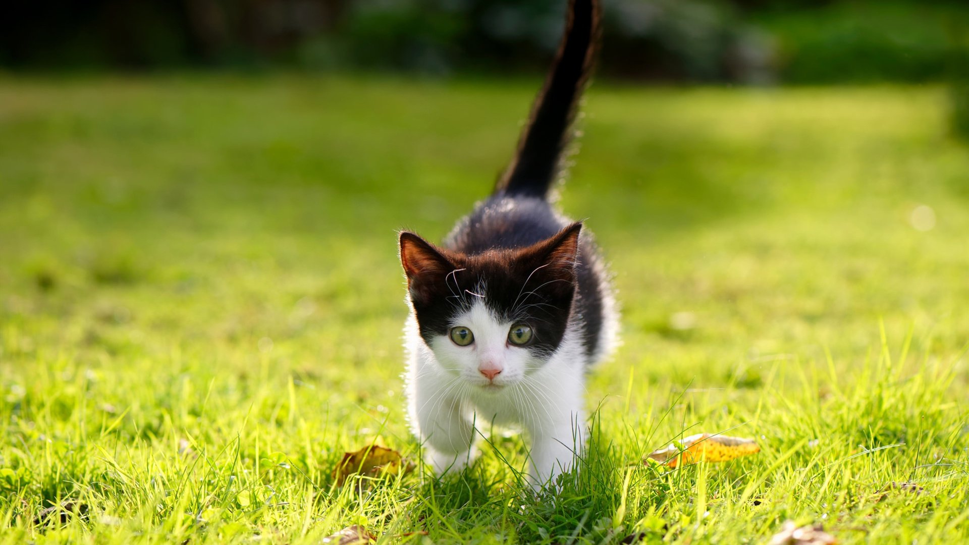曼菲斯洪流，当极致的暴力美学，在抢七中打穿了布鲁克林的艺术画布
