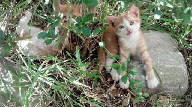 新北境之王诞生！英格拉姆44分弑旧主，猛龙险胜爵士锁定争冠组席位