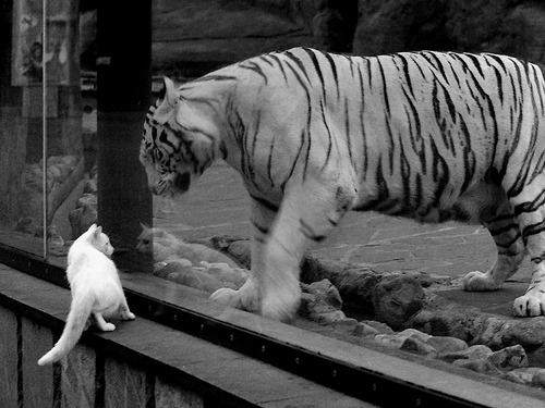 新北境之王诞生！英格拉姆44分弑旧主，猛龙险胜爵士锁定争冠组席位