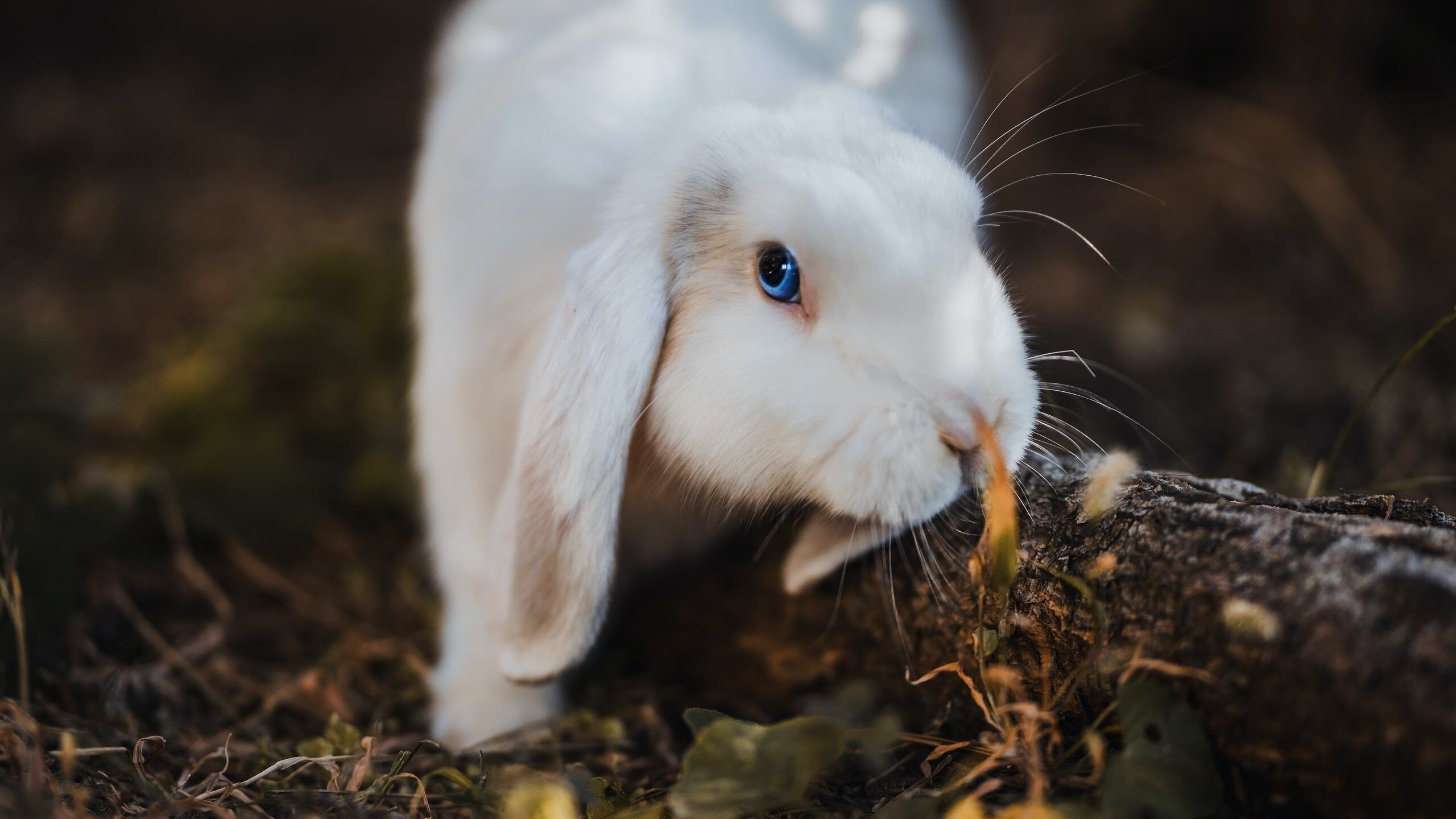 黄昏之战，当国王逆流鲸落，乔治于终焉时刻加冕