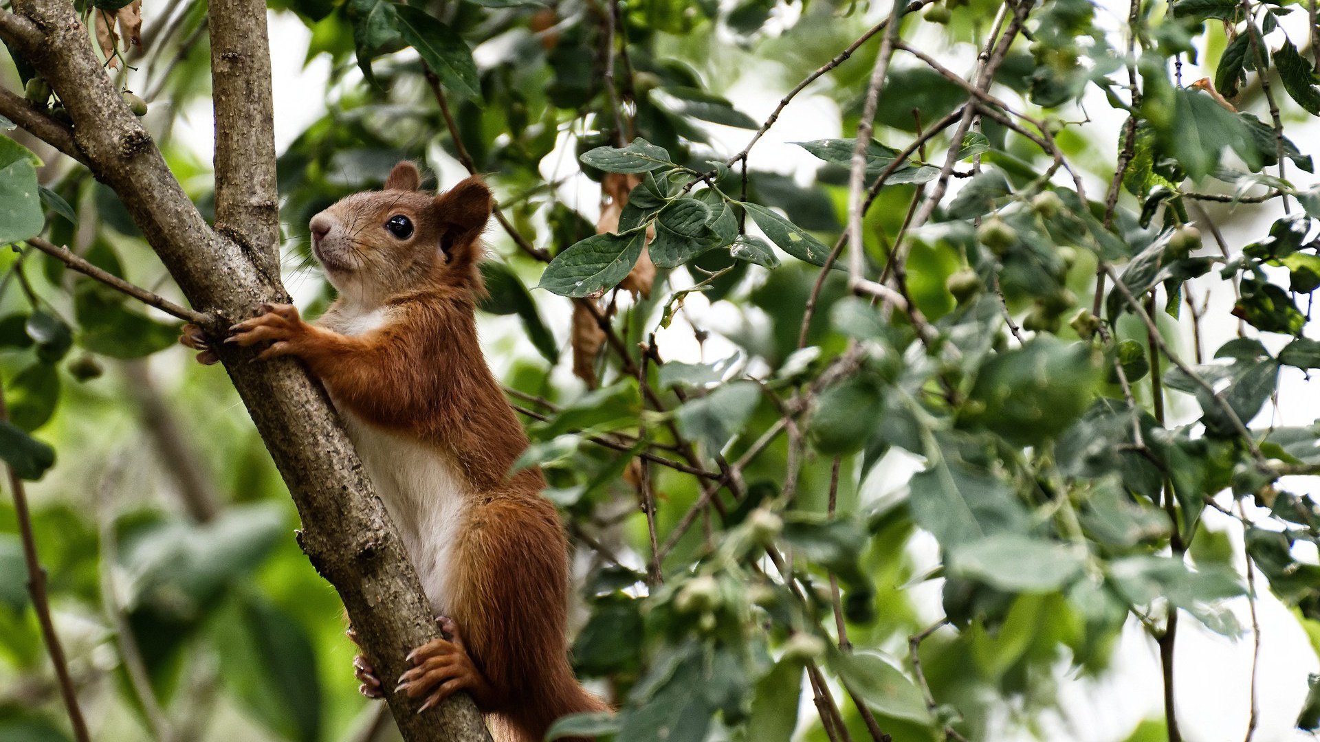 布伦森案例教学现场，吉林队正面击溃山西队的战术解析