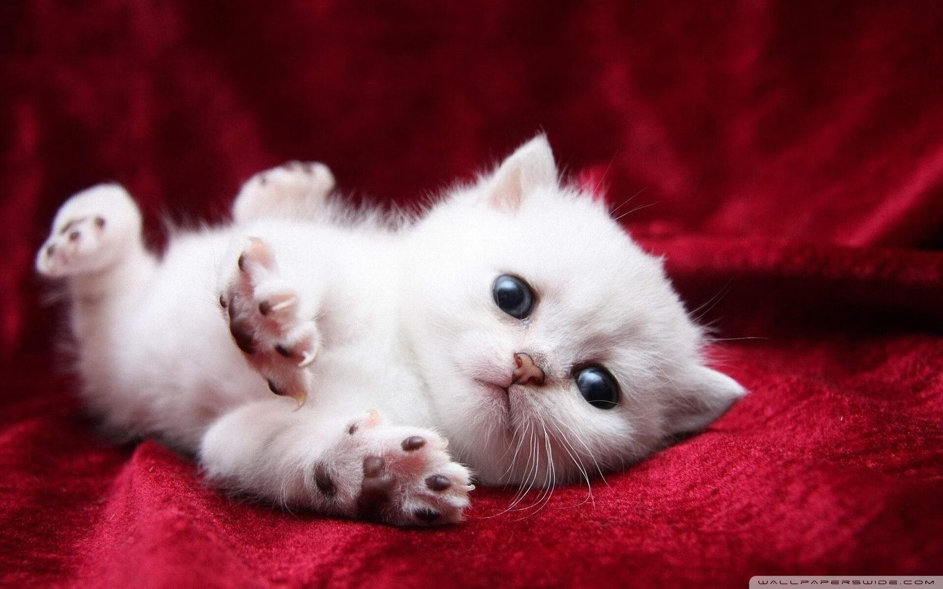 绿茵场上的西决生死战，切尔西闪电战击溃尼斯