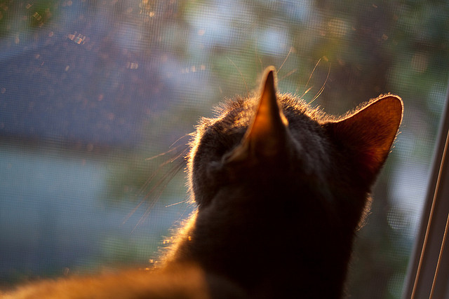逆转夜与独行侠,当杜兰特站在世界中心
