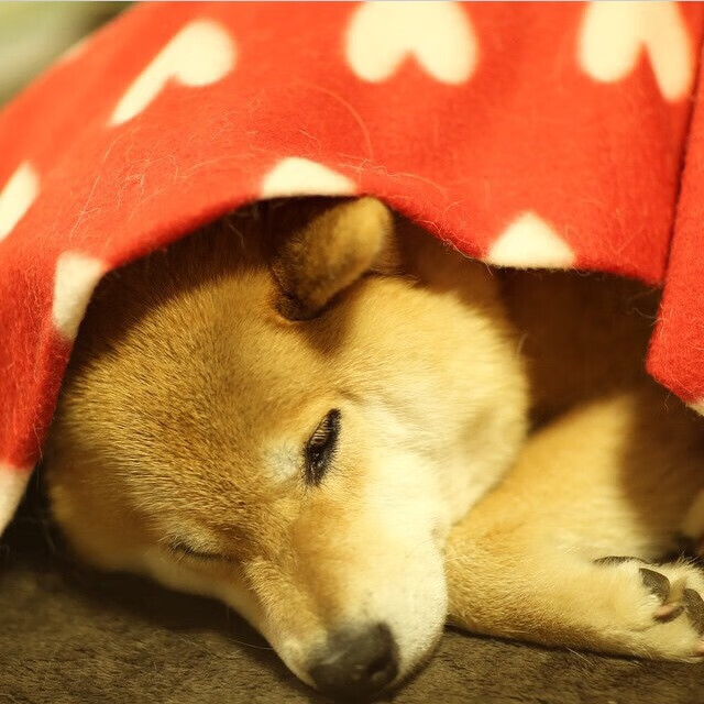 新王降临！班凯罗教科书式表演率新疆力克爵士