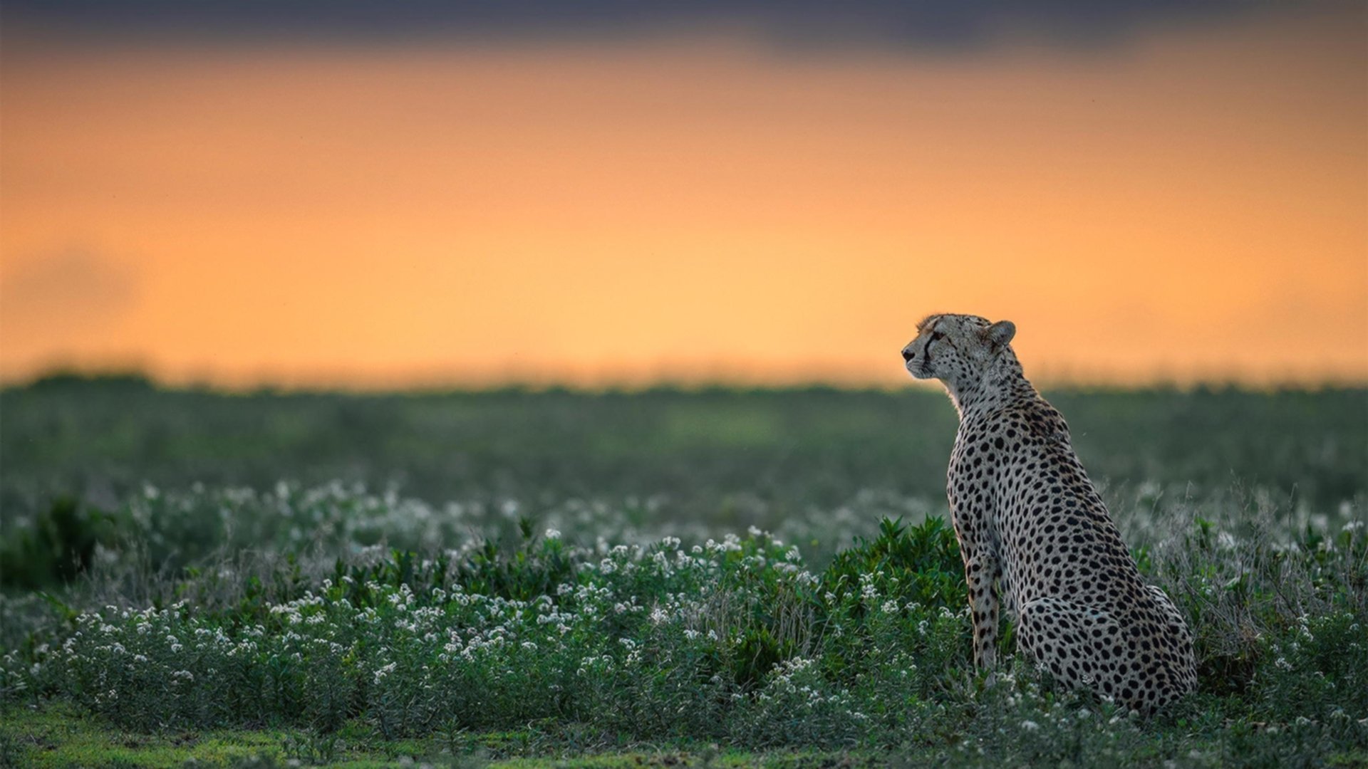 失控与掌控，足球的暴烈平衡术