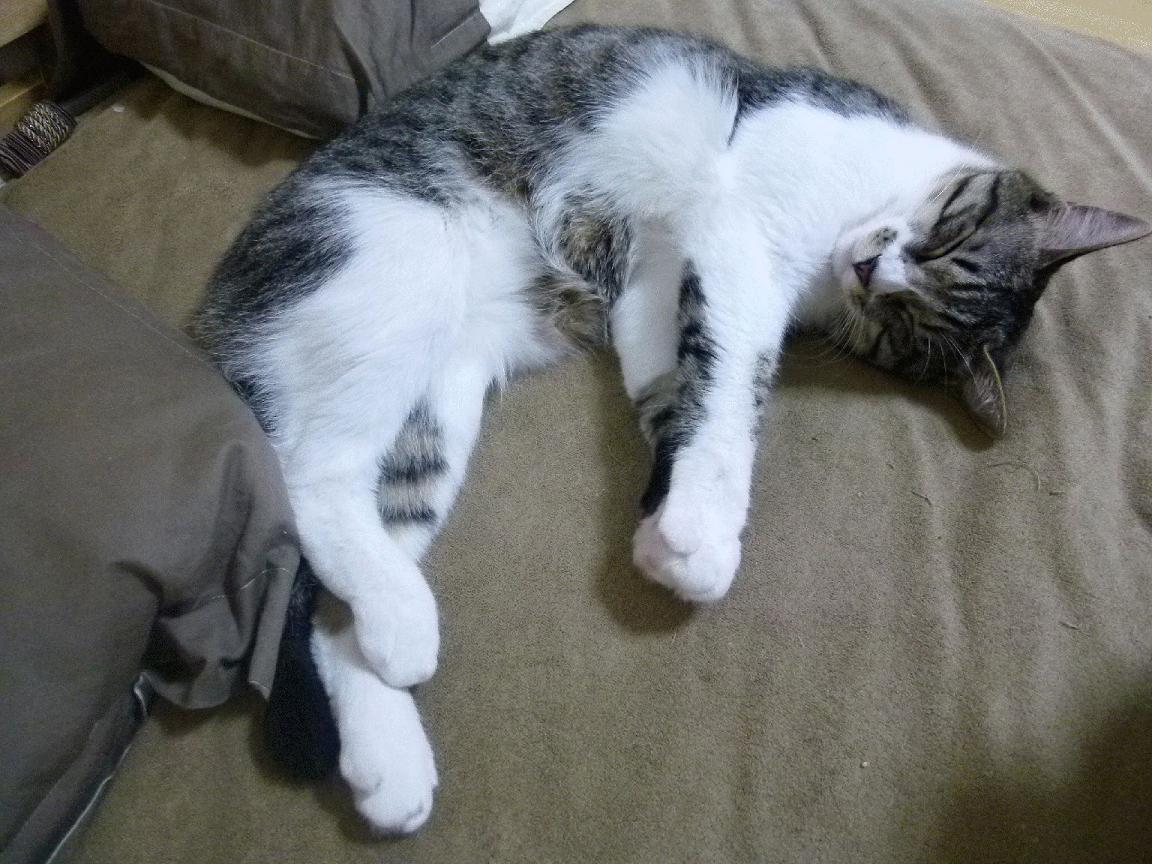 当金甲骨文铭刻绿色神话，山西队如何将不可能横扫进波士顿花园