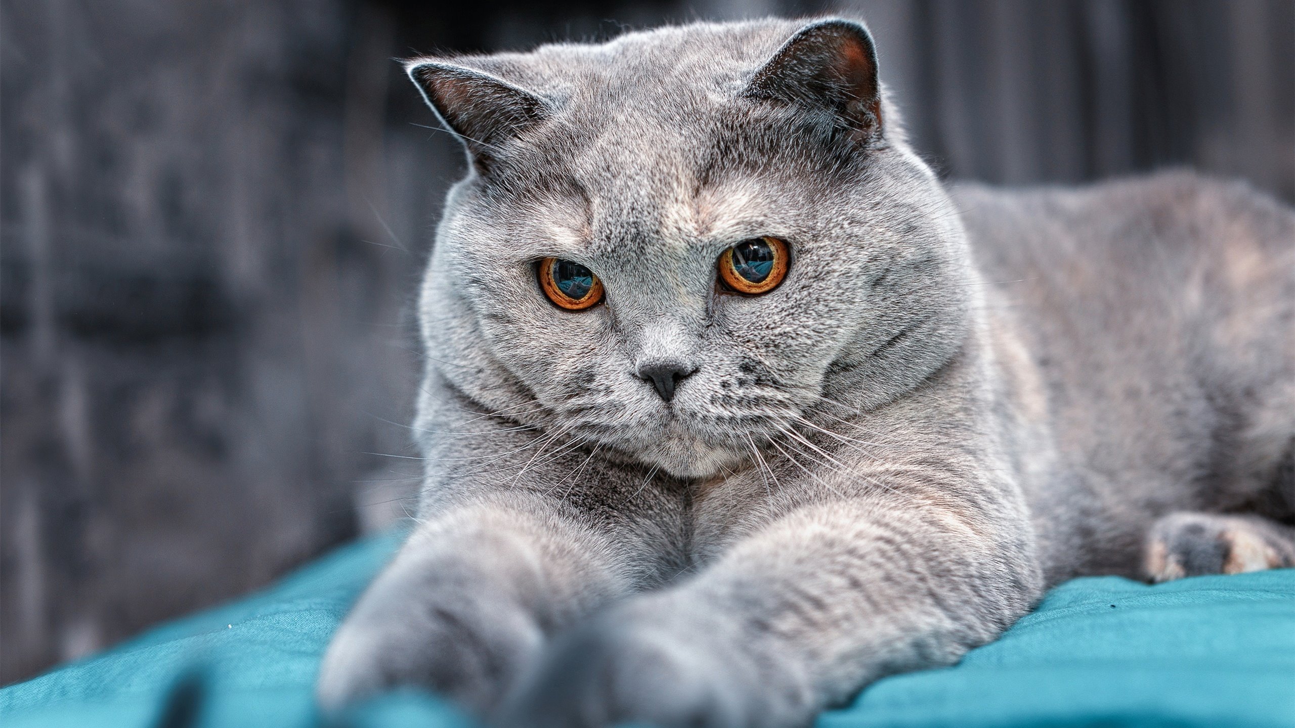 一记三分，提早结束的悬念 塔图姆在世界排名争夺战的封神之夜