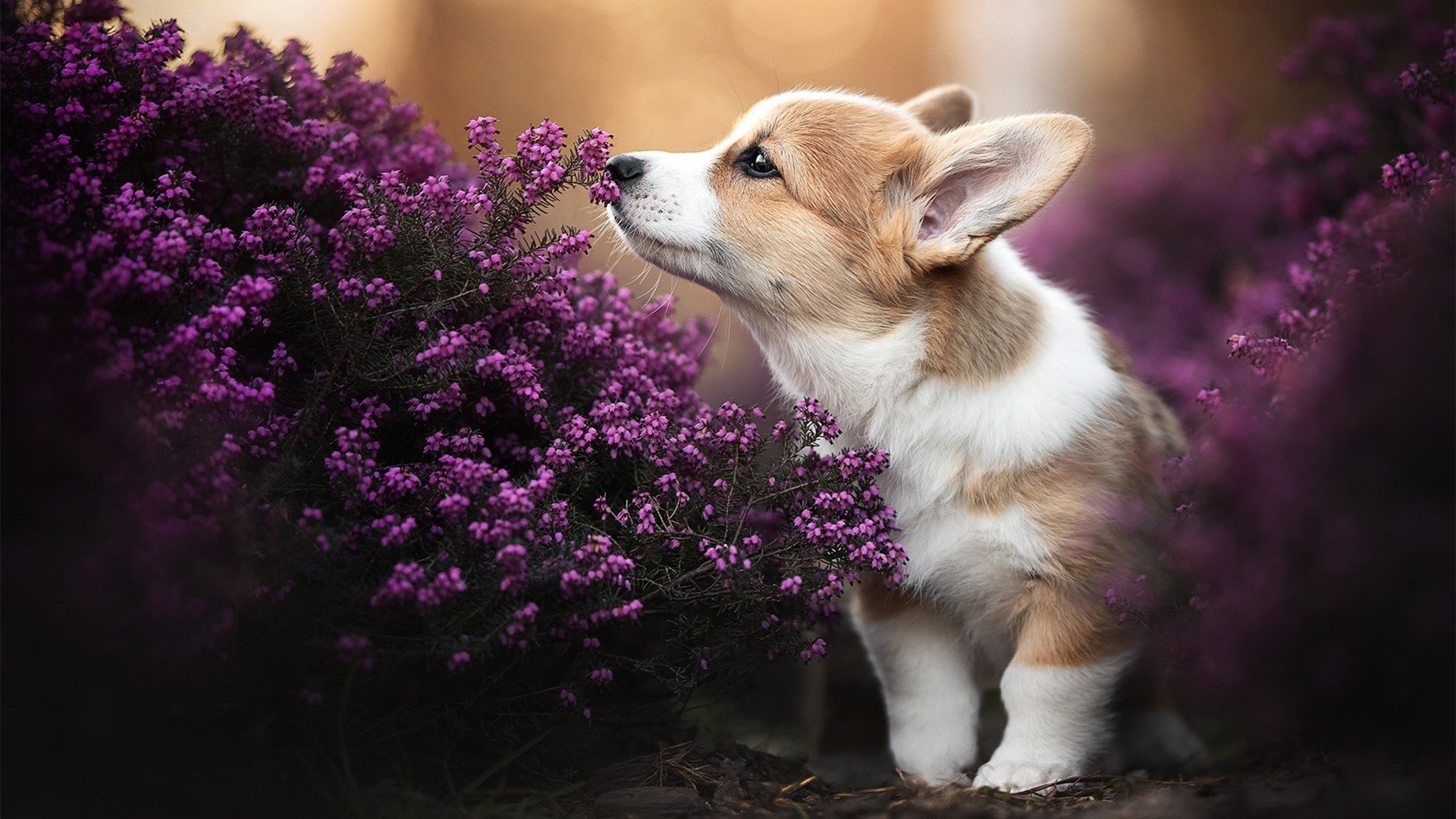 夜之唯一节拍，拉文，在季后赛的混沌中独自起舞