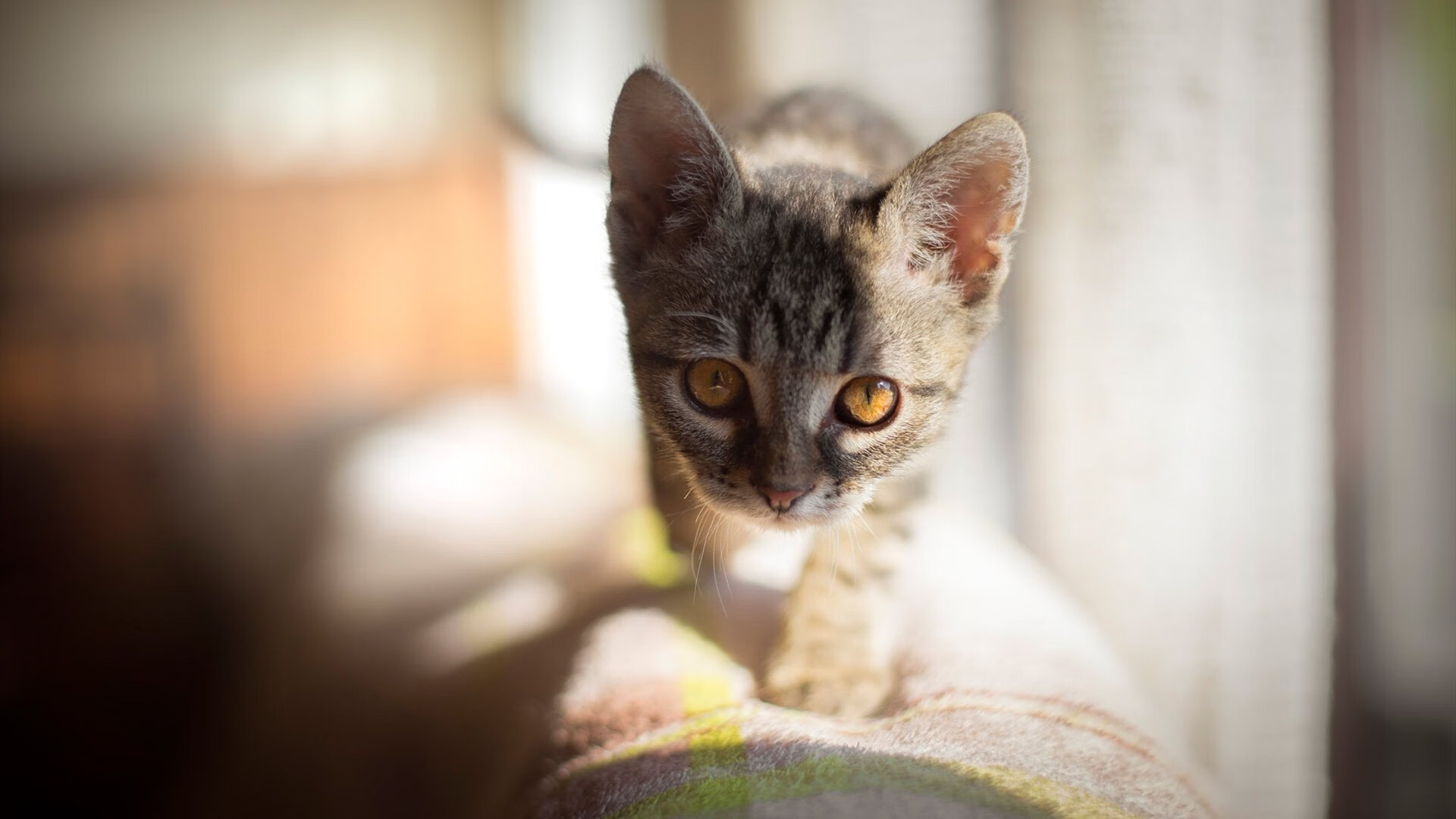 时空裂缝中的篮球对决，广厦队如何撕裂现实淘汰雄鹿