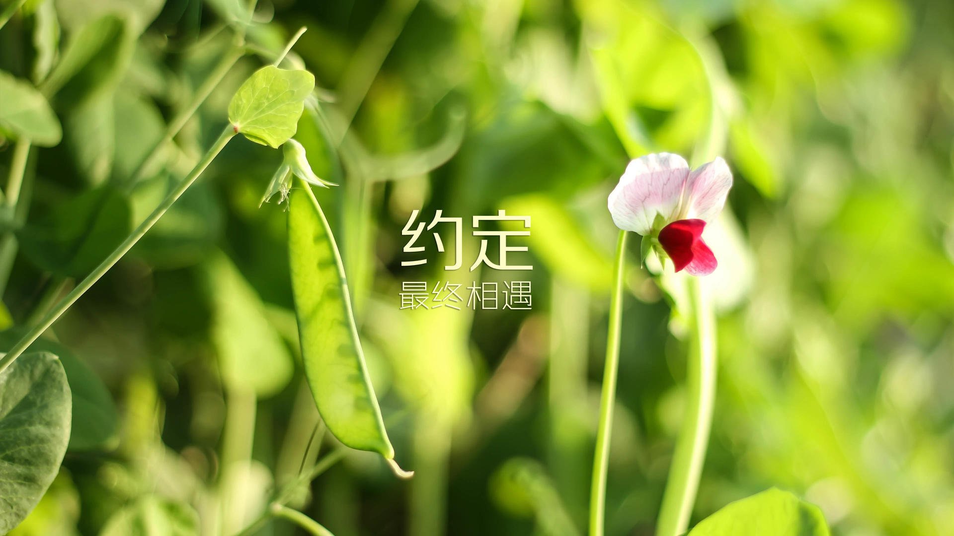 布罗佐维奇的致命一击，2026世界杯E组生死战，瑞士绝境中险胜智利，进攻端全面爆发改写小组格局